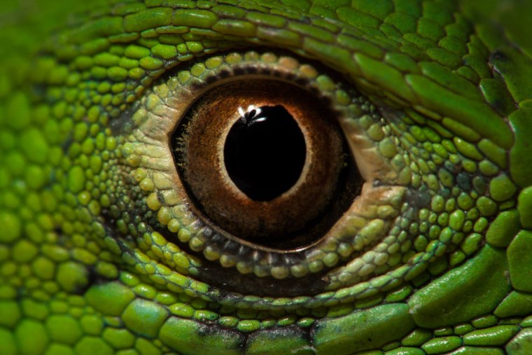 Макросъемка глаза