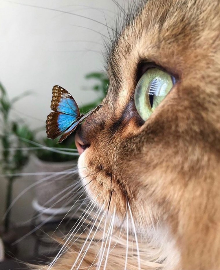 Кот и бабочка