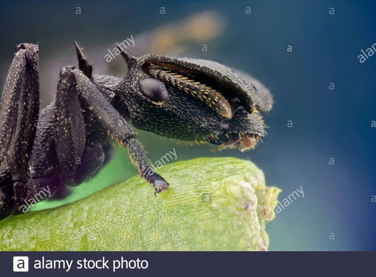 Самые причудливые насекомые