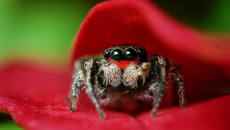 Паук скакунчик