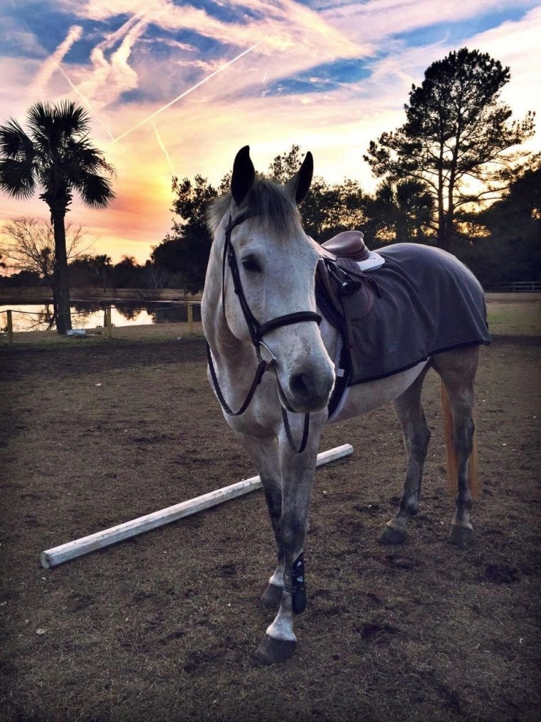 Липпицианская лошадь Эстетика