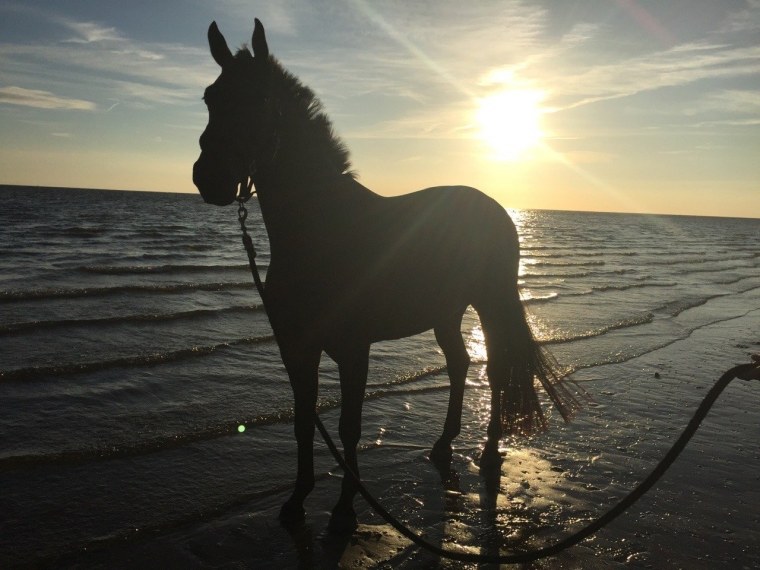 Лошади и море Эстетика