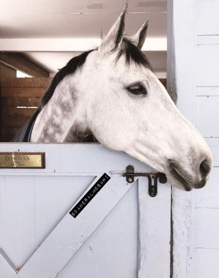 Лошади Эстетика Пинтерест