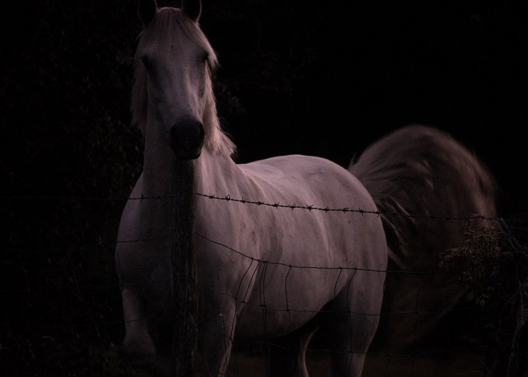 Красивые лошади Эстетика