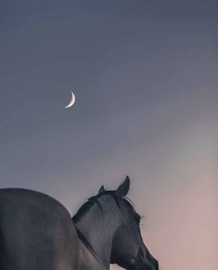 Лошади Эстетика