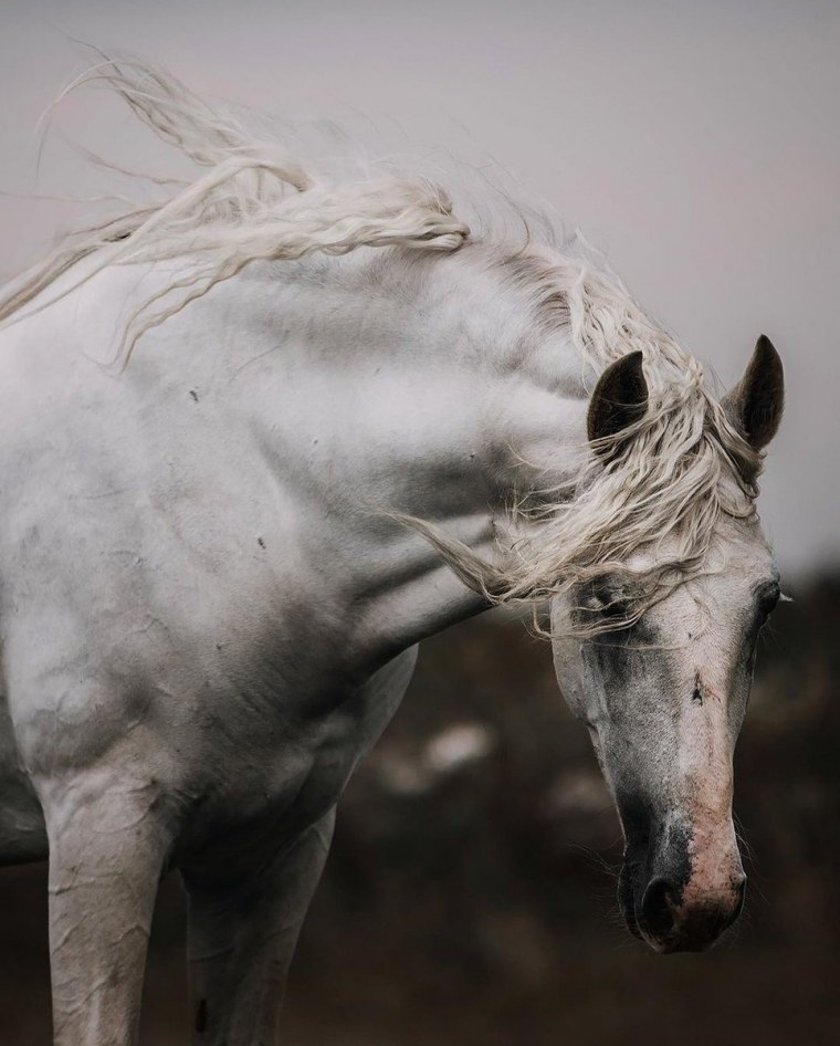 Аппалуза лошадь Эстетика