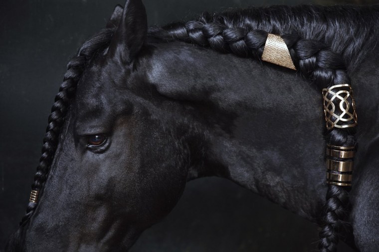Лошадь черный