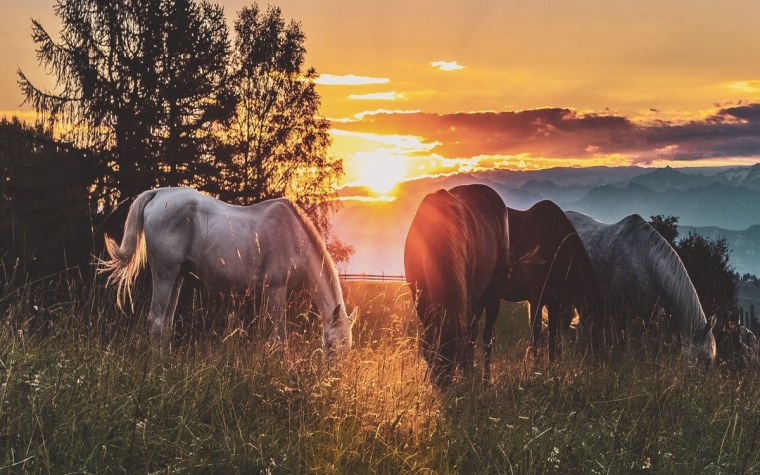 Лошади на закате