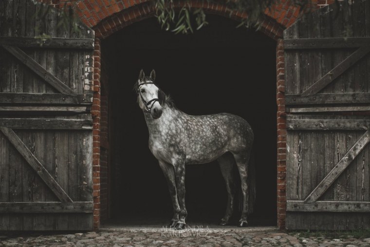 Серая лошадь в яблоках Эстетика