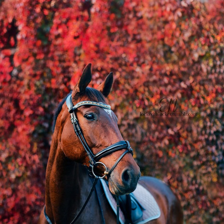 Ганноверская лошадь Эстетика