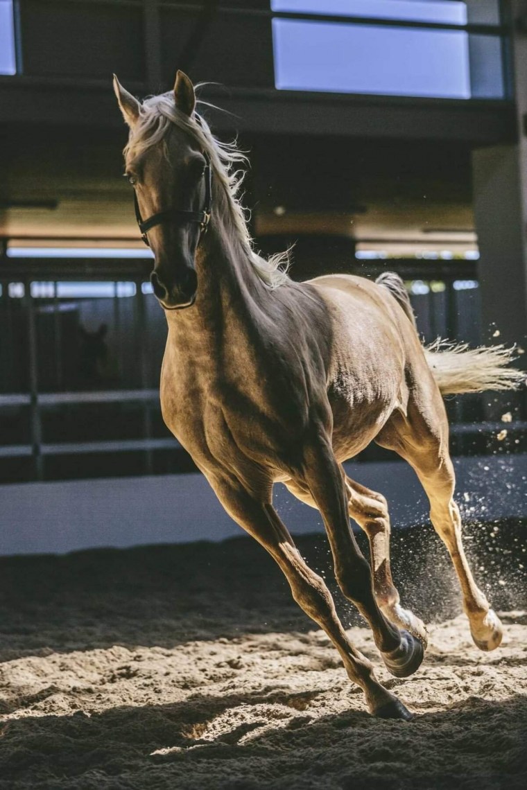 Худая лошадь