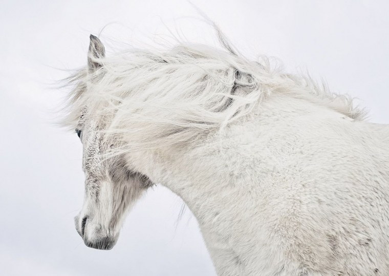 Белая лошадь Эстетика
