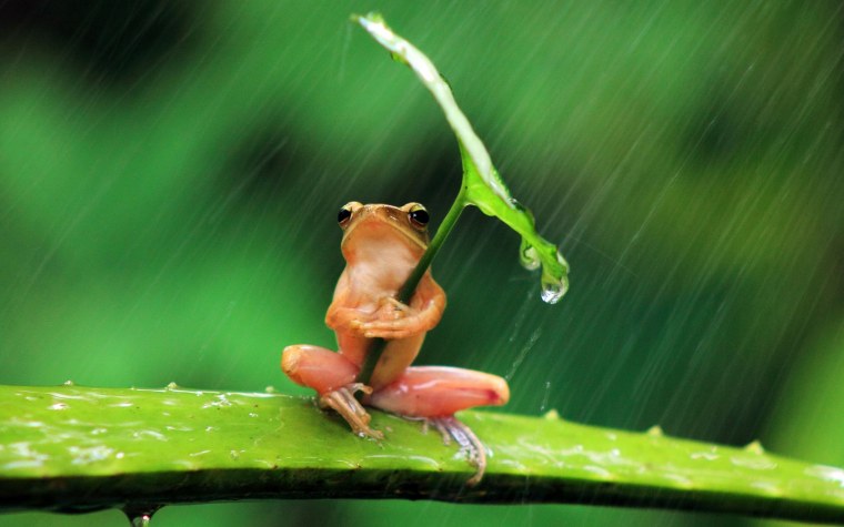 Лягушка под дождем