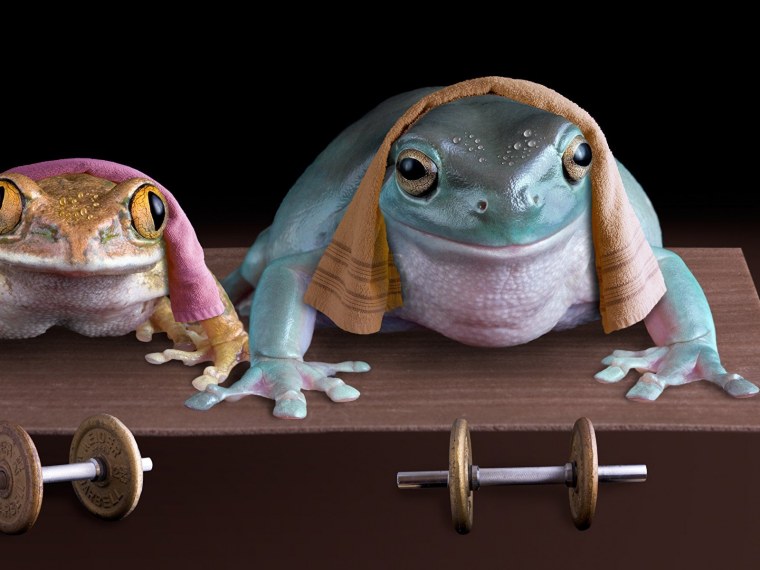 Смешная жаба