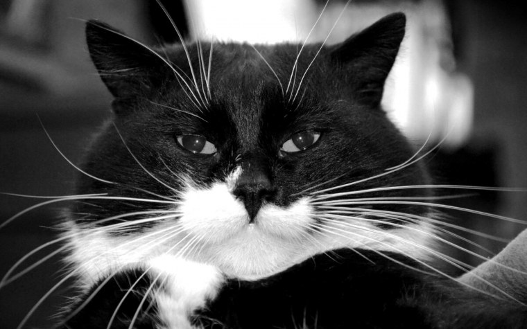 Скот черно-белые