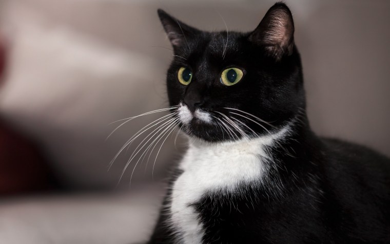 Черно белый кот гладкошерстный