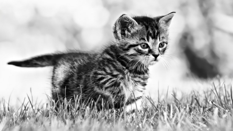 Котята чёрно белые