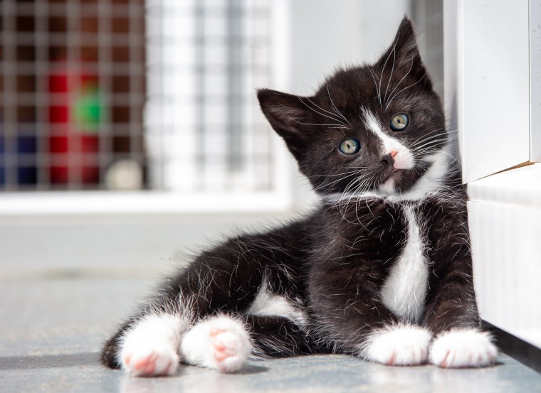 Котята чёрно белые