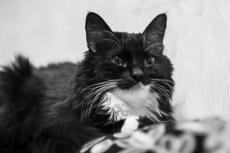 Черно белая кошка