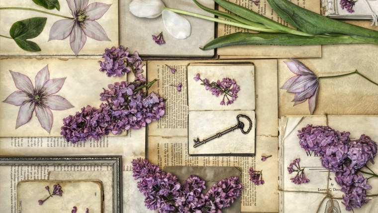 Сирень гербарий