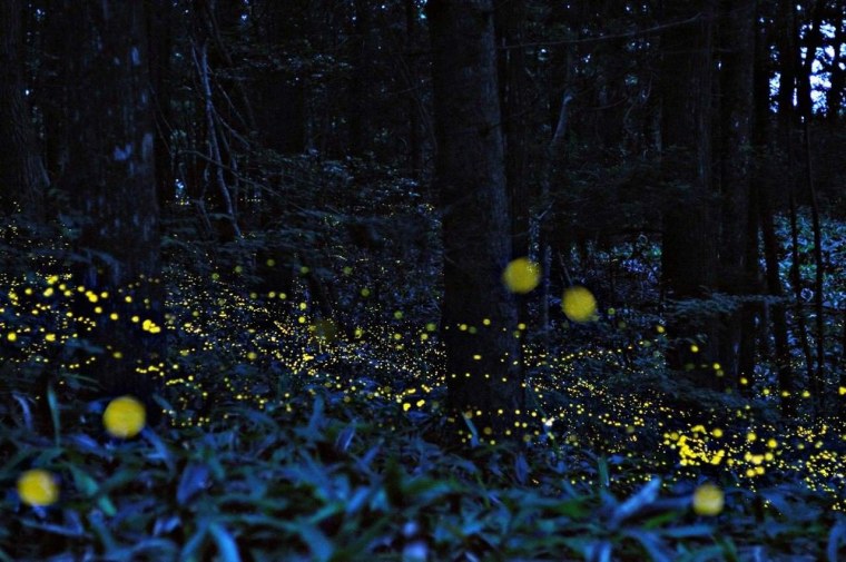 Светлячки и гнилушки