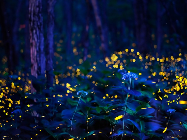 Светлячки в поле