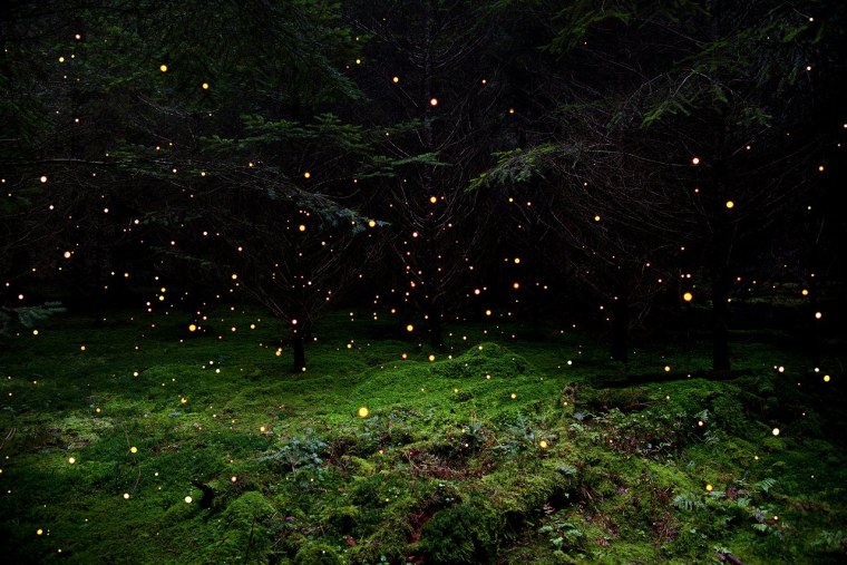 Светлячки в лесу