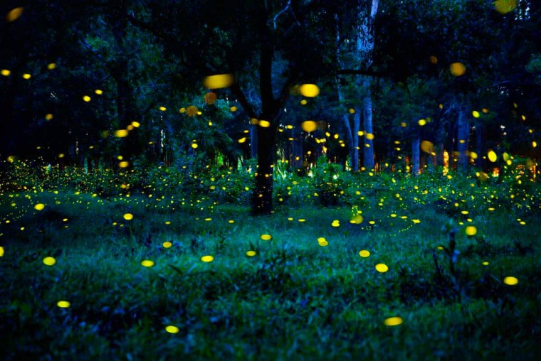 Парад светлячков