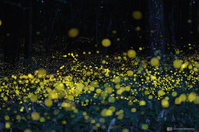 Светлячки ночью