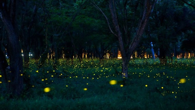 Светлячки в лесу ночью