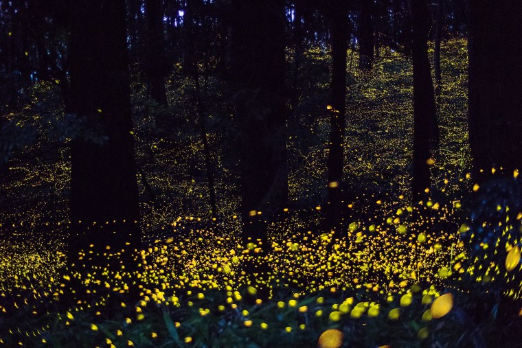 Светлячок Чернобыль