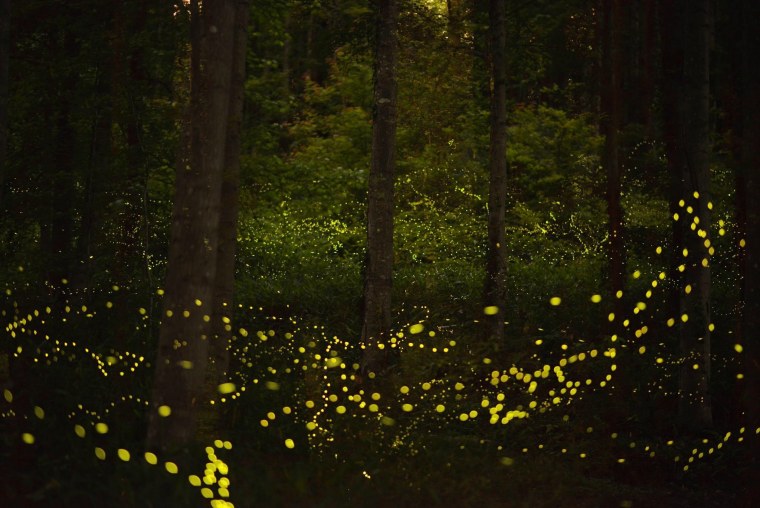 Светлячки ночью