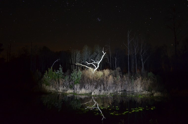 Ночь на болоте