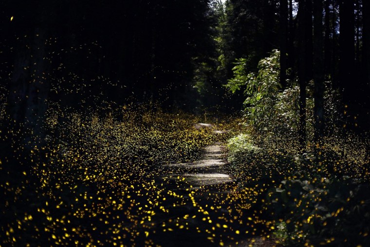 Лес светлячков в Японии
