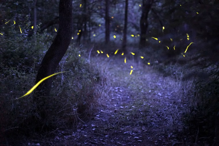 Светлячки ночью