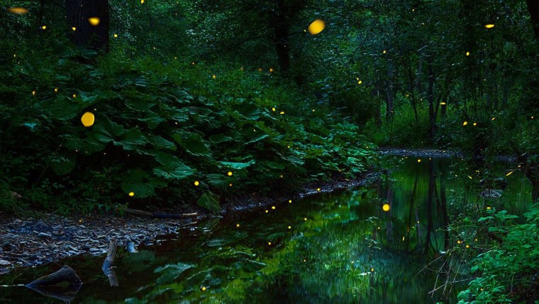 Сад светлячков, Малайзия