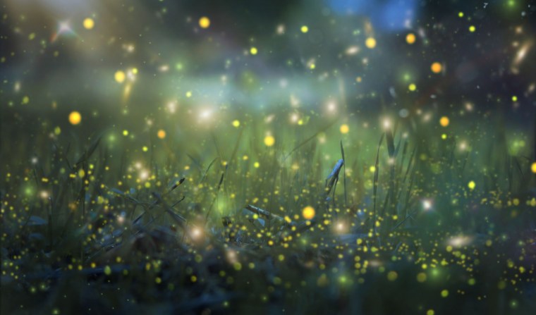 Светлячки ночью