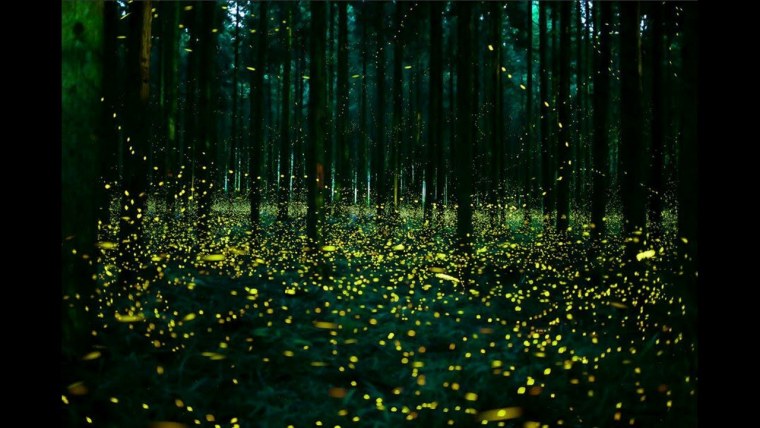 Биолюминесценция светлячков