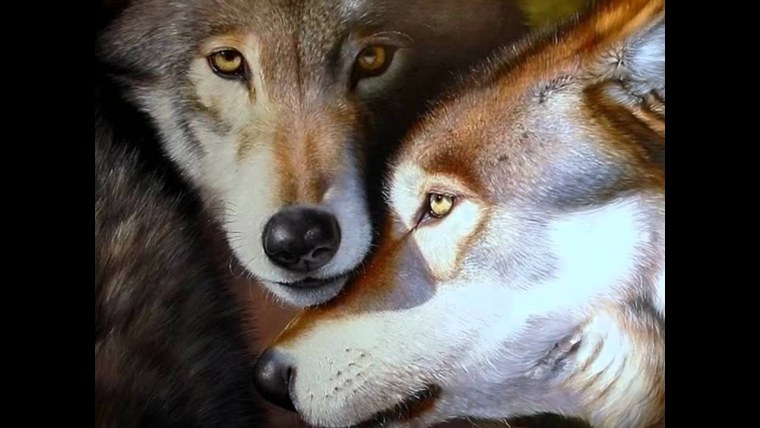 Волк и волчица