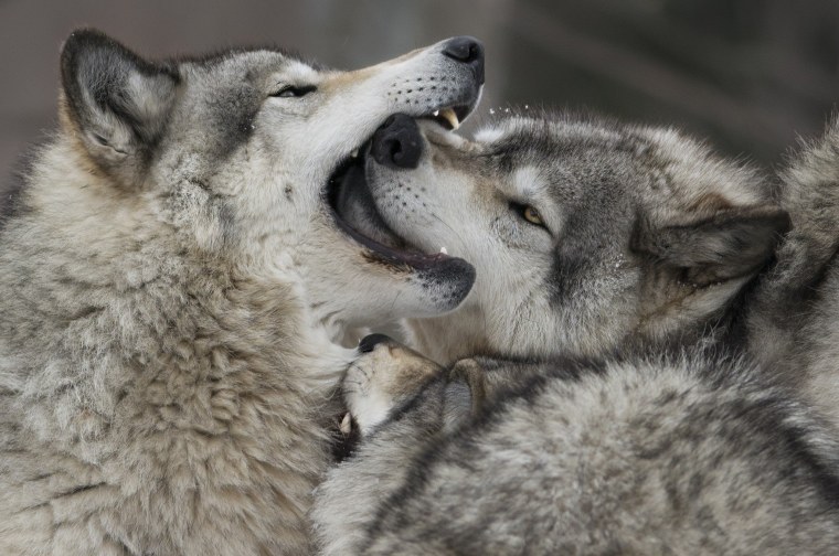 Волки любовь