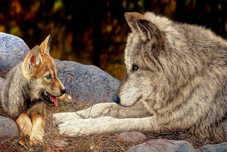 Влюбленные волки