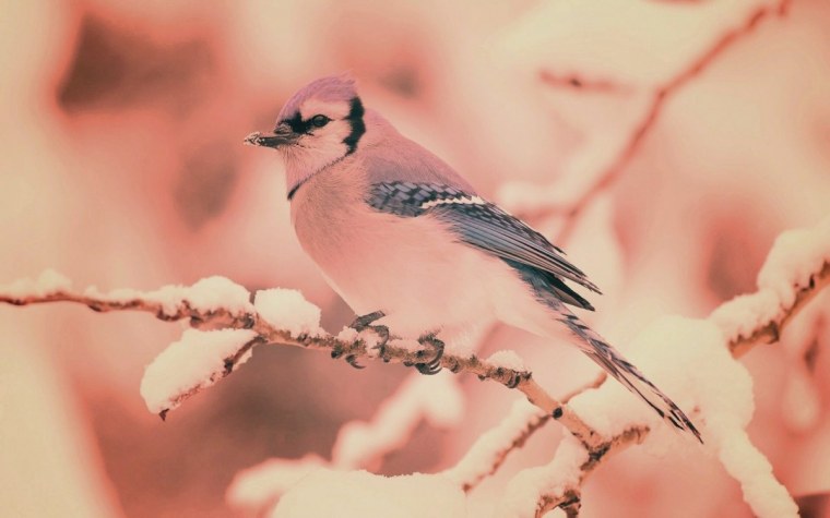 Обои на рабочий стол птицы