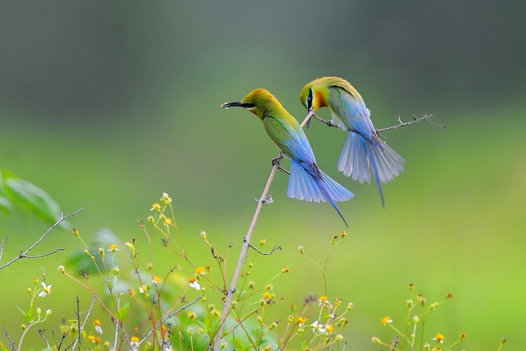 Природа птицы