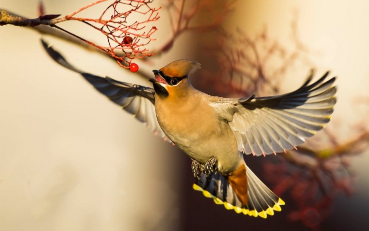 Свиристели, синицы, ткачики,