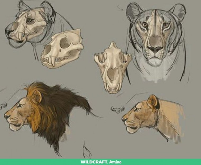 Львица референс анатомия