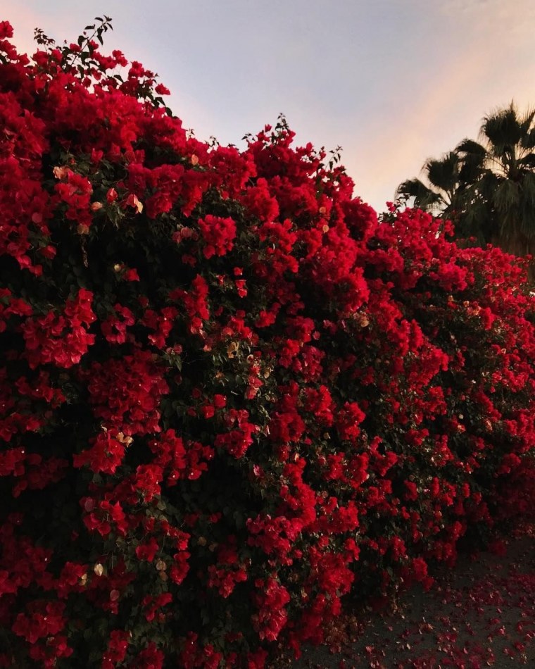 Красный дом Эстетика