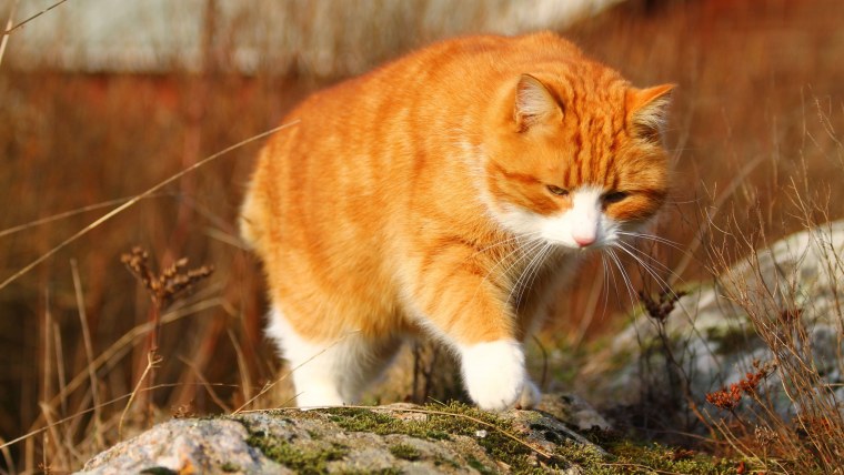 Мейн кун рыжий котенок