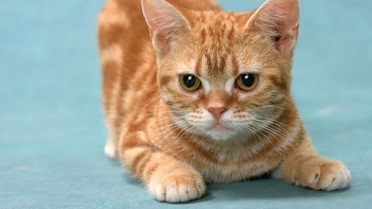 Манчкин рыжий котенок