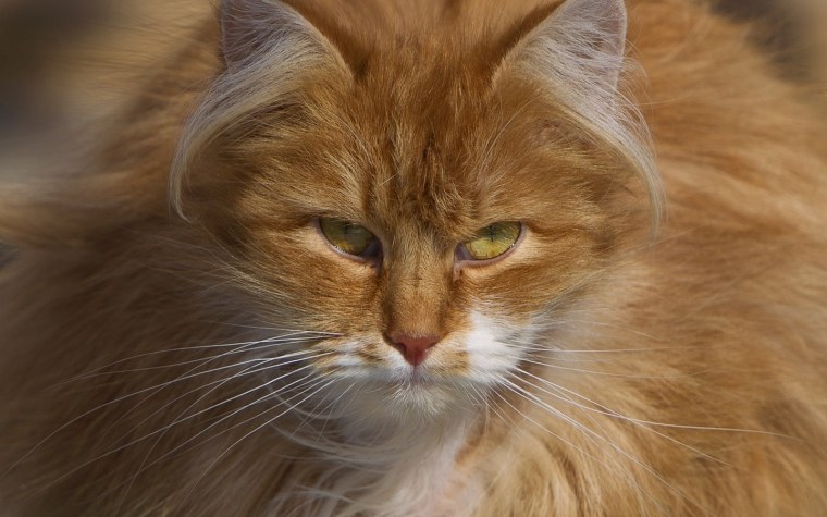 Европейская длинношерстная кошка рыжая