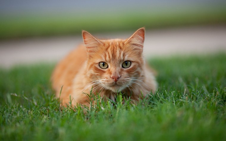 Рыжая кошечка